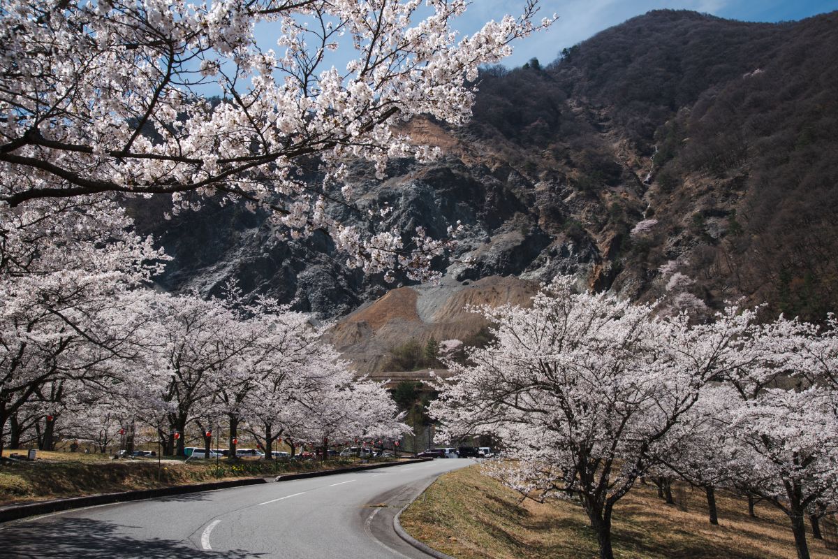 南信州の桜旅　大西公園大鹿村